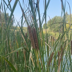 Typha