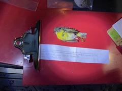 Leiothlypis ruficapilla