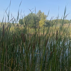 Typha