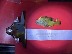 Leiothlypis ruficapilla