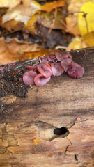 Ascocoryne sarcoides