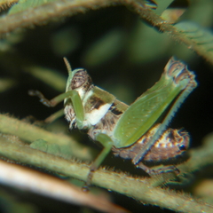 Lophothericles euchore