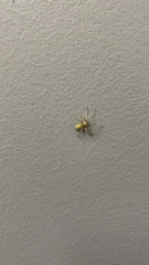 Cheiracanthium mildei