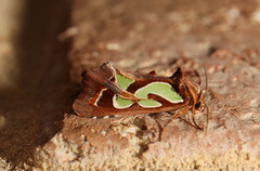 Cosmodes elegans