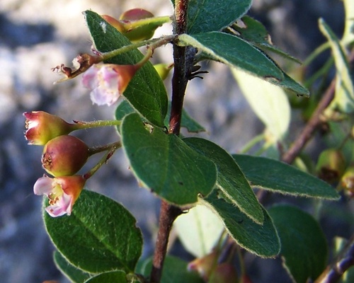 dark-seed cotoneaster