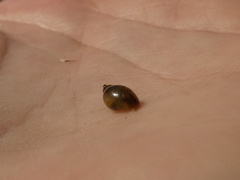 Physa