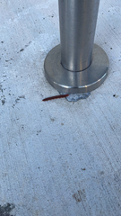 Trigoniulus corallinus