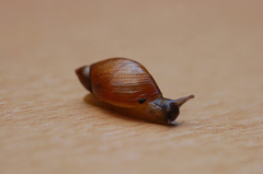Succinea putris