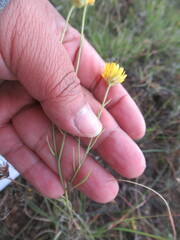 Gutierrezia conoidea