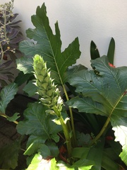 Acanthus