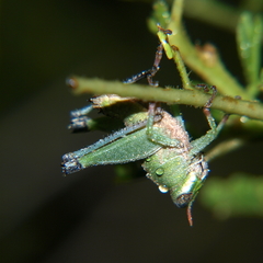 Lophothericles euchore