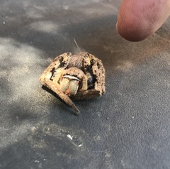 Palystes superciliosus
