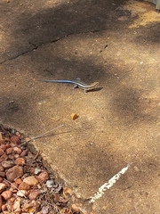 Trachylepis margaritifera