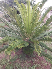 Encephalartos