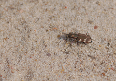 Cicindela hybrida