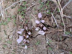 Mandragora autumnalis