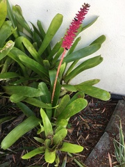 Aechmea gamosepala