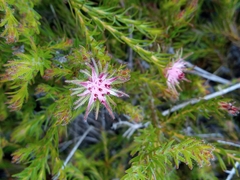 Diastella proteoides