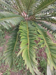 Encephalartos
