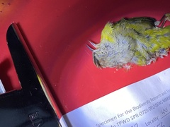 Leiothlypis ruficapilla