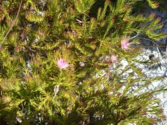 Diastella proteoides