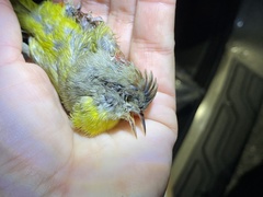 Leiothlypis ruficapilla