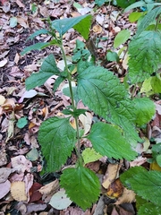 Verbena urticifolia