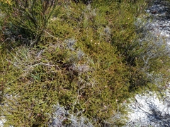 Diastella proteoides