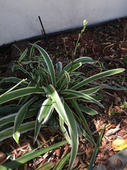 Chlorophytum comosum