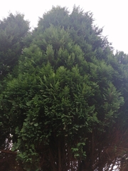 Chamaecyparis lawsoniana