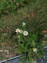 Erigeron annuus