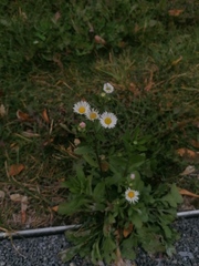 Erigeron annuus