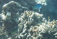 Abudefduf whitleyi