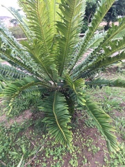Encephalartos