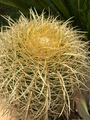 Kroenleinia grusonii