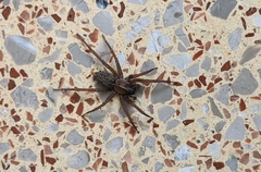 Lycosoides coarctata