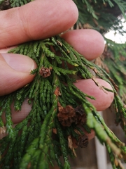 Chamaecyparis lawsoniana
