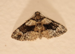 Eucymatoge peplodes