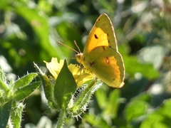 Colias croceus