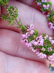 Erica mauritanica