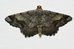 Macaria distribuaria