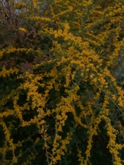 Solidago rugosa