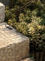 Trachylepis punctatissima