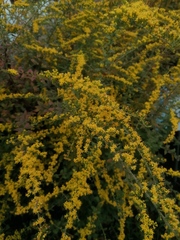 Solidago rugosa