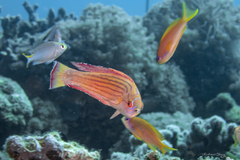 Paracheilinus octotaenia