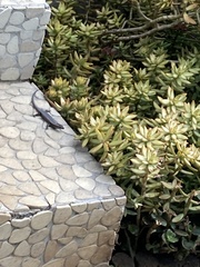 Trachylepis punctatissima