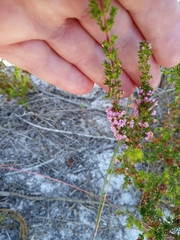 Erica mauritanica