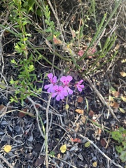 Pelargonium peltatum