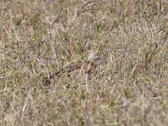 Turnix nigricollis