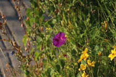 Ipomoea orizabensis orizabensis
